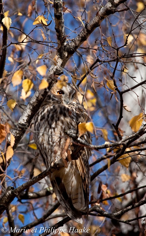 Moyen duc 8054_wm.jpg - Hibou Moyen-Duc (Choulex, Genève, Suisse, novembre 2008)